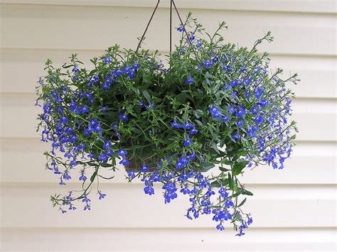 A hanging flower basket requires much more water than other types of container plants, especially those that have fiber liners. Best Flowers for Hanging Baskets | Sun, Grey and Hanging ...