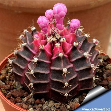 When should moon cactus be repotted? GYMNOCALYCIUM MIHANOVICHII | Blooming cactus, Cactus ...