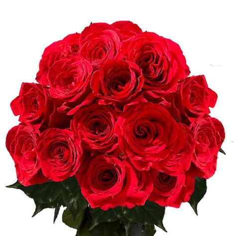 Globalrose 24 Stems Fresh Cut Red Roses Delivery For Valentines Day