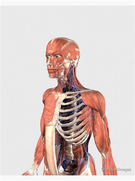 Anatomy Of Upper Yorso Muscles Of The Upper Body Torso Youtube The