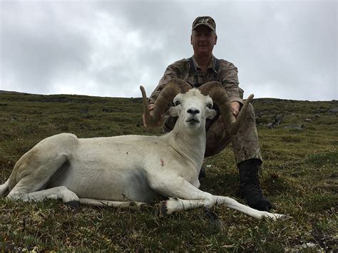 Guided Dall Sheep Hunts Yukon Peak Outfitters