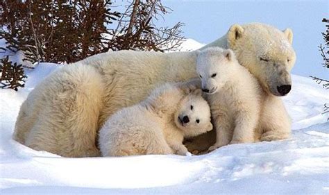Adorable Moment Polar Bear Mother Emerges With Her Three Cubs Into The