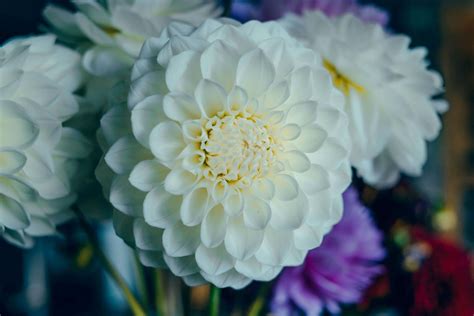 Ultimate Guide To Dahlia Flower Meaning And Symbolism Petal Republic