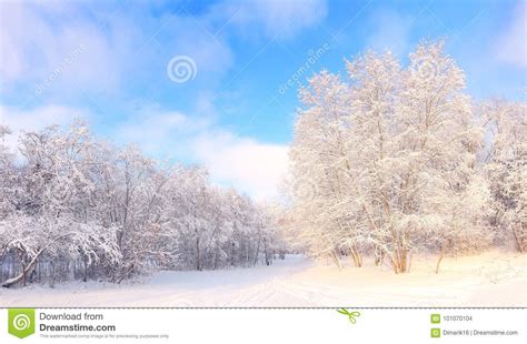Sunny Winter Day Stock Photo Image Of White Christmas 101070104