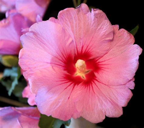 Rose of sharon, korean hibiscus, rose of althea family: Hibiscus is the Korean National Flower, a perfect flower ...