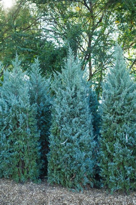 Juniper Wichita Blue For Sale In Boulder Colorado