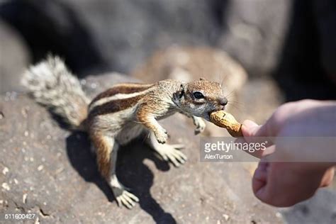 Chipmunk Hands Photos And Premium High Res Pictures Getty Images