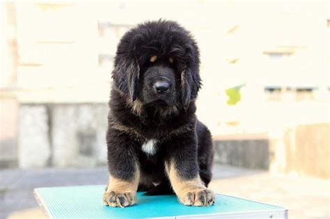 We are located in pleasant plains, il., but shipped we are a small, hobby breeder of gorgeous, show quality tibetan mastiff for the most discriminating families. Tibetan Mastiff price range. How much does a Tibetan ...