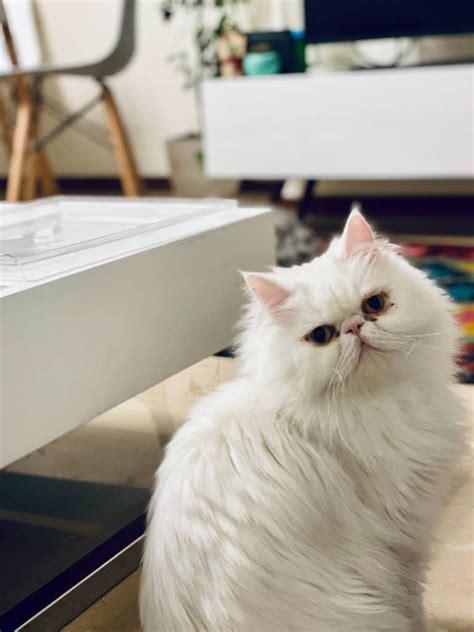 For years i've been wanting a little kitten. Are Persian Cats Hypoallergenic? Tips For Allergy ...