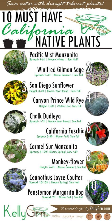 Must Have Native Plants California Native Garden Plants California Native Plants