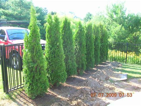 The emerald green arborvitae is beautifully. THUJA EMERALD GREEN ARBORVITAE SPACING - Wroc?awski ...