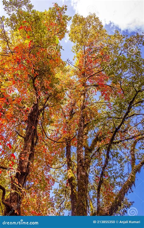 Maple Tree In Indian Himalayas Stock Photo Image Of Himalaya Nature
