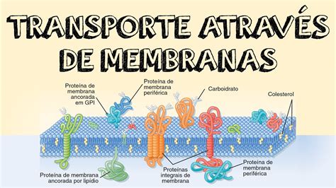Transporte Atraves Da Membrana Plasmatica Mapa Mental Biologia Com Images