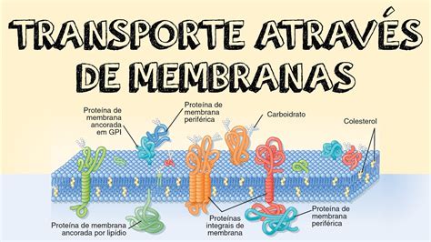 Aula 01b Transporte através de Membranas YouTube