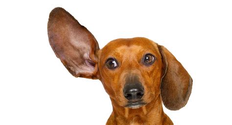 Hearing Aids For Dogs How To Help Your Deaf Pet