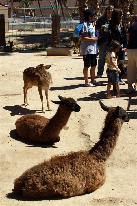Petting Zoo at Wildlife World Zoo & Aquarium | Located along… | Flickr