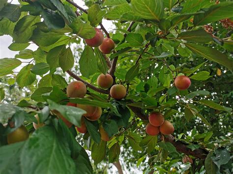 Plump lady is picked up and doggystyled 6 min. Joyful Giving - plums - The Joyful Frugalista