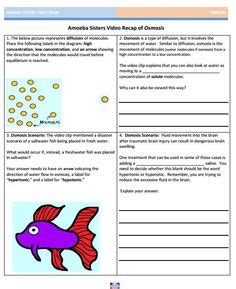 Cell cycle and mitosis worksheet answers. Amoeba Sisters Video Recap Answer Key Microscopes ...