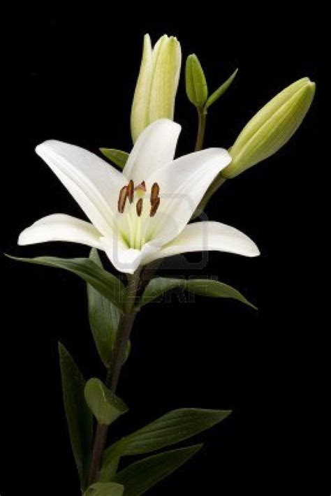 White Lily On Stem Flowers Photography Stock Photography White Lilies
