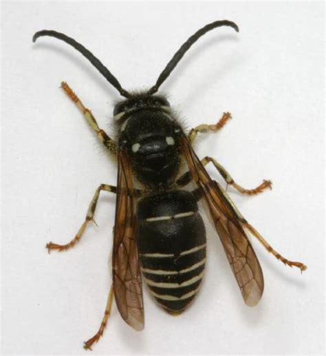 .black white wasp paper wasp identification types of wasp nests pictures large wasps and hornets black wasp with white band black wasp mason wasp black beetle with white stripe black wasp with orange wings identifying stinging insects black yellow jacket bees black flying. Hymenoptera - Ants, Bees, and Wasps | The Backyard ...