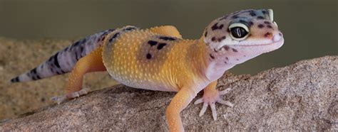 Types Of Pet Geckos
