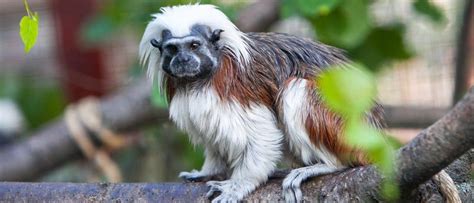 Small Monkey Like Animal With Big Eyes Tarsier Wikipedia If Youve