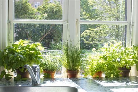 These herbs prefer gritty, sharply drained soil. Indoor Herb Garden; grow one on your own with these tips ...