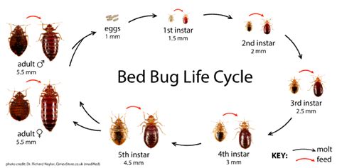 Bed Bugs Health And Senior Services