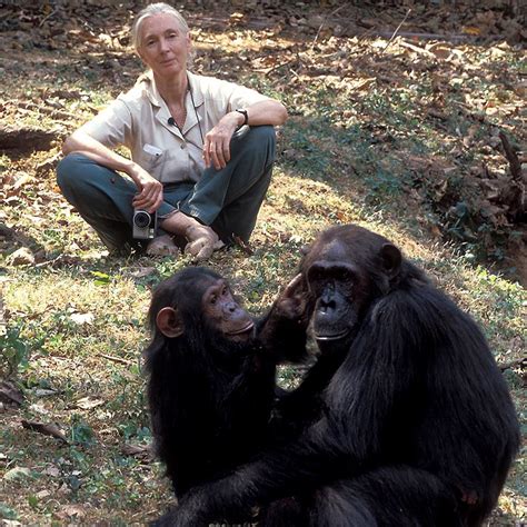 Jane Goodall And Chimps Worldtourism Wire