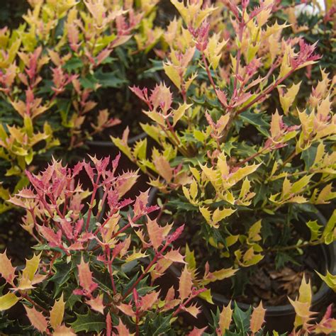 Prune branches or shoots that have become too long with 1/3 in. Osmanthus Party Lights Hardy Rounded Colourful Flowering ...