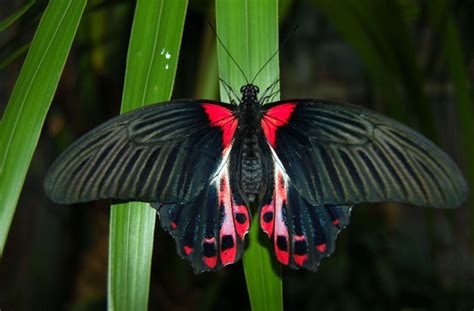 Uncharted Philippines Three Of The Most Stunning Butterflies Of The