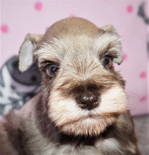 California breeder in san diego. Toy Schnauzer Breeders In California - Wow Blog