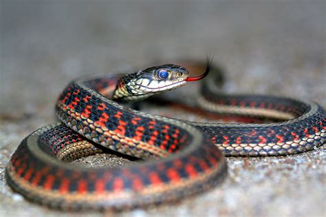 The best starting point to discover snake games. Red-sided Garter Snake Most Beautiful Tailed ...