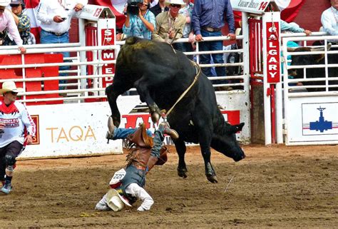 How Dangerous Is Bull Riding Is Bronc Riding Worse Than Bull Riding