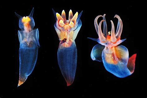 Exploring The Worlds Most Extraordinary Creatures With The Aquatilis