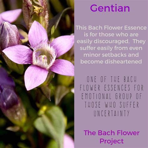 Bach Flower Remedy Gentian Bach Flower Remedies Bach Flowers
