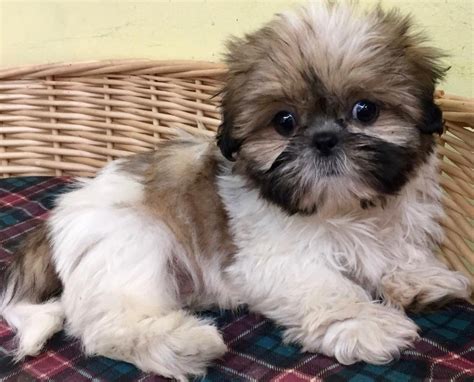 99+ White Shih Tzu Puppies For Sale - l2sanpiero