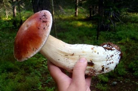 126 Best Images About Foraging For Mushrooms And Edibles