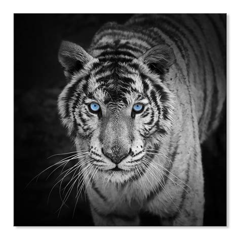 Black Tiger With Blue Eyes Ubicaciondepersonascdmxgobmx