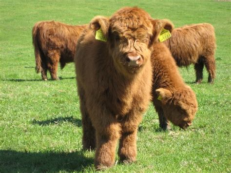 The 'international miniature cattle breeders society and registry' undertakes the work of recording minituare cattle breeds. Guide to Miniature Cattle Breeds For Small Modern ...