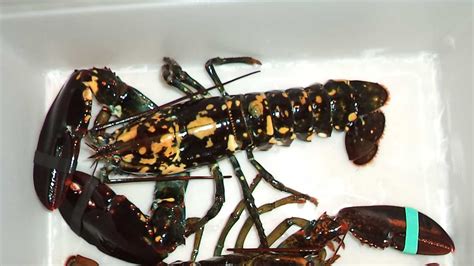 Another Rare Lobster Caught Off Maine Coast