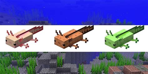 Rare Axolotl Minecraft Spawn Rate Greenged