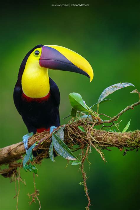 Make bank deposits to all banks, including. Aves de Costa Rica: hogar del 5% de la biodiversidad ...