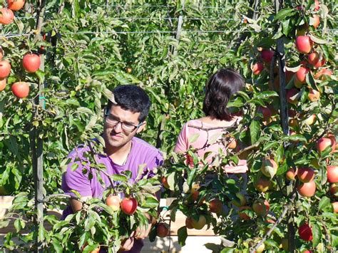 Pirus sind hingegen schon früher, im sommer, dran. 🍏 Wann sind Äpfel reif? ++ Die richtige Ernte ++ Tipps ...