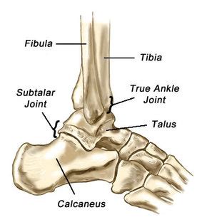 Dog leg bones diagram wiring schematic diagram www. Ankle & Lower Leg Anatomy - Foot, Ankle & Lower Leg ...