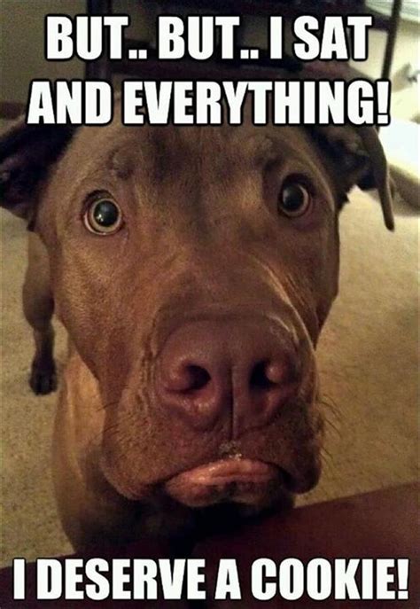 24 Funny Animal Pics For Your Monday Funny Dogs Funny