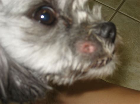 My Dog Has A Sore On His Snout Next To His Nose It Is Is Round And