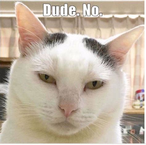 Pin By Vest On Grumpy Cat Cat Memes Funny Cats Funny Cat Memes