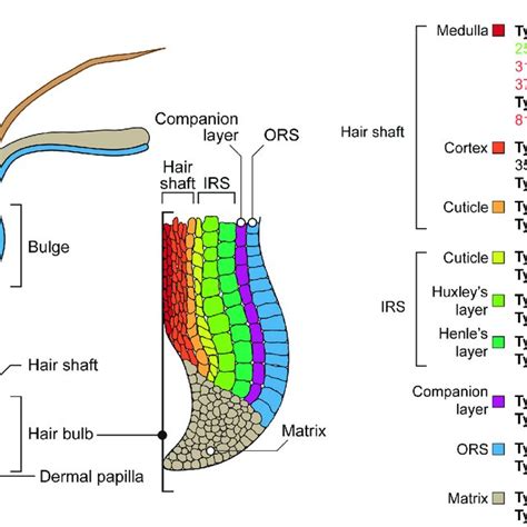 Schematic Representation Of The Hair Follicle And A List Of Keratins