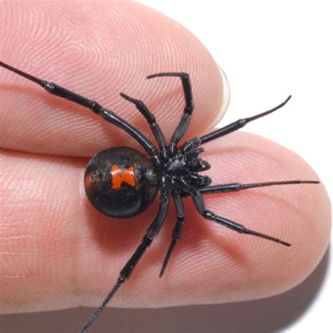 Black Widow Spiders Solidified Pest Control